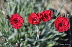 Dianthus 'Fire Star' — photo 2